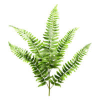 3D Rendering of a Fern Plant on Transparent Background png