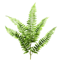 3d representación de un helecho planta en transparente antecedentes png