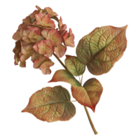 3D Rendering of a Hydrangea macrophylla Flower on Transparent Background png