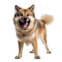 fun dogs on transparent background png