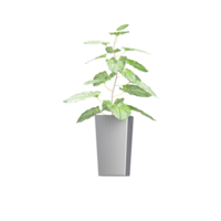 Syngonium Plant isolated on transparent Canvas png