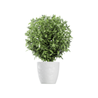 Green potted plant isolated on transparent canvas png