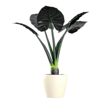 New Guinea Shield plant on isolated Canvas png