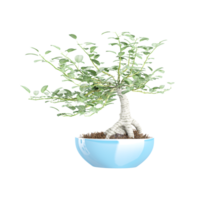 3d rendering of bonsai tree on isolated transparent canvas png