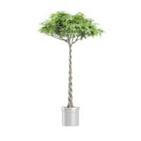 Guyane châtaigne arbre sur isolé transparent Toile png