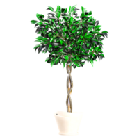 Beautiful Weeping fig plant isolated on transparent canvas png