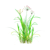 3d rendering of Flowering rush plant png