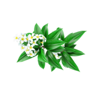 Frangipani Blume Pflanze isoliert Segeltuch von oben Aussicht png