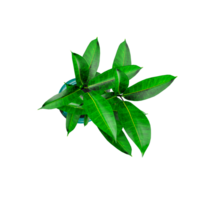 3d rendering of Mango leaves from the topview png