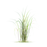 Chinese silver grass with transparent canvas png