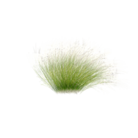 Low bulrush isolated on transparent Canvas png