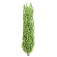 3d representación de ciprés árbol png