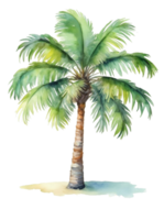 waterverf palm boom clip art png