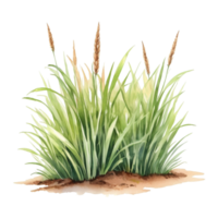 watercolor grass clipart transparent background png