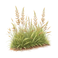 gräs ClipArt transparent bakgrund png