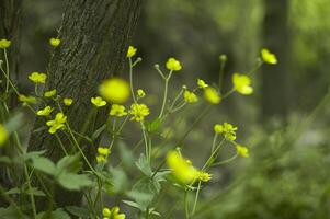 moltitude of yellow flowers photo