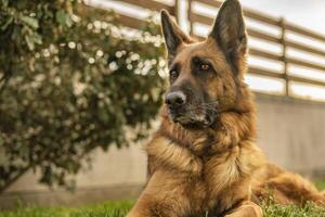 German shepherd dog in meadow photo