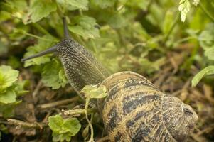 pequeño caracol en la vegetación en busca de alimento foto