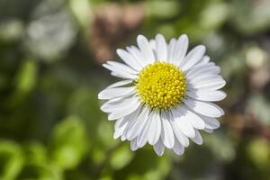 Little daisy flower photo