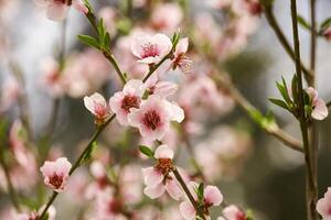 Peach blossoms turn nature to white 2 photo