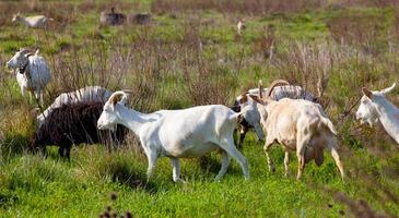 Goats and Sheep eating grass photo