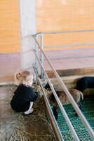 Little girl squats down and feeds hay to a lamb through a fence in a pen. Back view photo