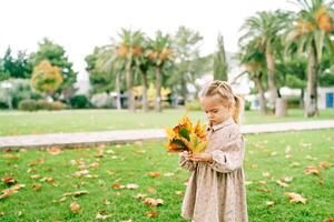 Little girl examines a bouquet of autumn maple leaves while standing on a green lawn photo