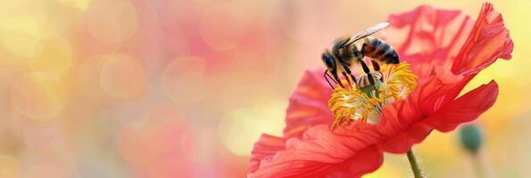 abeja recoge polen desde un vibrante amapola, macro disparo, aislado en un degradado antecedentes , vacío espacio para texto foto