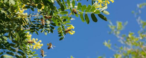 bees collecting honey from acacia trees photo