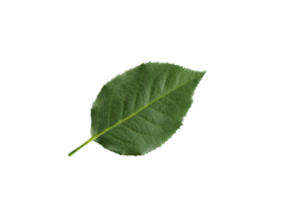 rose leaves, transparent background png