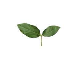 rose leaves, transparent background png