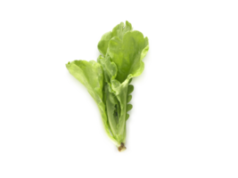 Fresco verde lechuga hojas ensalada hoja, transparente antecedentes png