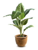 Plants in potted, transparent background png