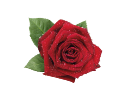 rot Rose, transparent Hintergrund png