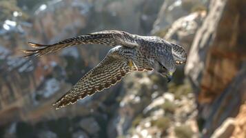 Gyrfalcon is flying in the air hunting for prey, a mountain and a cliff background. photo