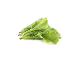 Fresh green Lettuce leaves salad leaf, transparent background png