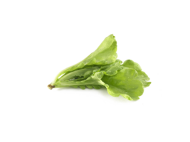 färsk grön sallad löv sallad blad, transparent bakgrund png