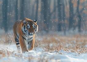 Tiger running in the snow generated by AI. photo