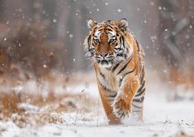 Tiger running in the snow generated by AI. photo