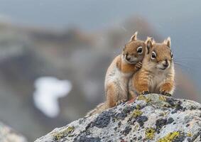 Mother and baby squirrel sitting on granite rock generated by AI. photo