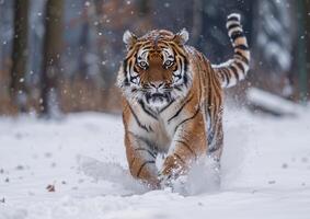 Tiger running in the snow generated by AI. photo