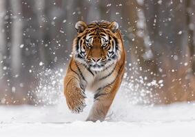 Tiger running in the snow generated by AI. photo