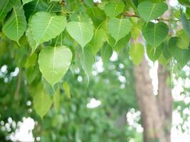 Green Bodhi leaves flutter back and forth. photo