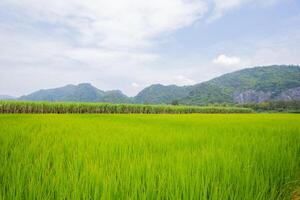 Green fields and mountains photo
