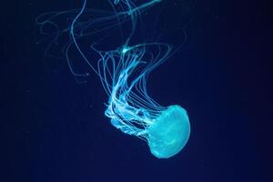 fluorescente Medusa nadando submarino acuario piscina con azul neón ligero foto