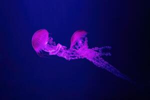 sur americano mar ortiga jalea pescado nadar submarino acuario piscina con rosado neón ligero foto