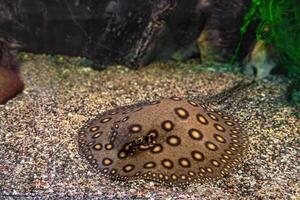 marrón manchado potamotrigon motor, mantarraya motor en un acuario en arenoso fondo foto