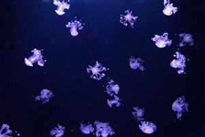 Group of fluorescent jellyfish swim underwater aquarium pool wtih purple neon light photo
