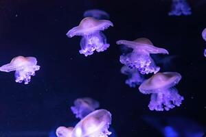 Group of fluorescent jellyfish swim underwater aquarium pool wtih blue neon light photo