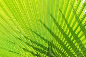 Green palm leaves background with sunlight photo